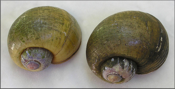 Two Pomacea maculata collected at Lake Brantley