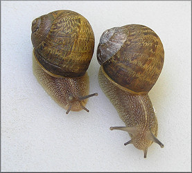 Cornu aspersum (Mller, 1774) Brown Garden Snail