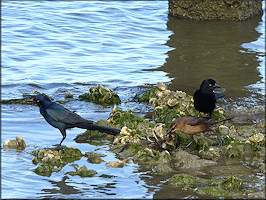 Quiscalus major Boat-tailed Grackle