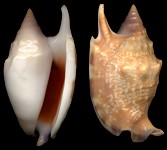 Euprotomus bulla (Röding, 1798)