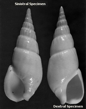 Bullia melanoides (Deshayes, 1832)