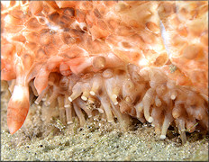 Astichopus multifidus (Sluiter, 1910) Fissured Sea Cucumber Detailed View