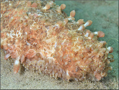 Astichopus multifidus (Sluiter, 1910) Fissured Sea Cucumber