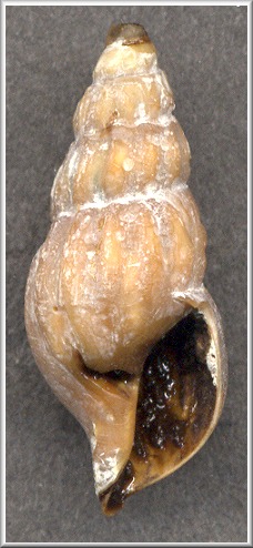 Retimohnia acadiana Garca, 2008 Holotype