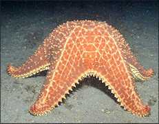 Cushion Sea Star Spawning