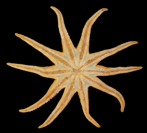 Solaster species E "Kessler's Sun Star"