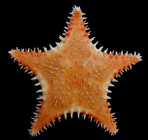 Hippasteria kurilensis Fisher, 1910 Kurile Spiny Star
