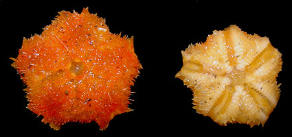 Pteraster species E "Spiny Orange Cushion Star"