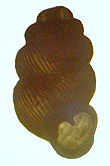 Nearctula rowellii diegoensis (Sterki, 1892) (2.30 mm.)