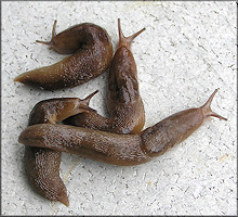 Ambigolimax  valentianus (Férussac, 1821) Threeband Garden Slug