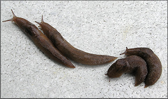 Ambigolimax  valentianus (Férussac, 1821) Threeband Garden Slug