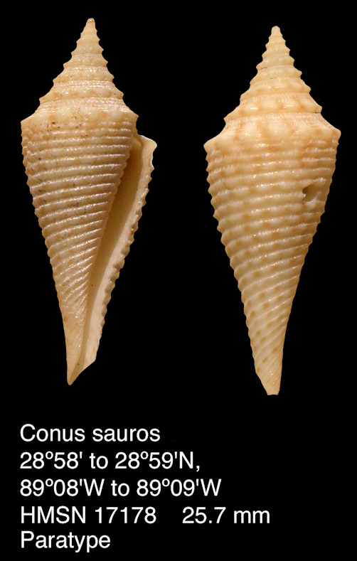 Conus sauros Garcia, 2006