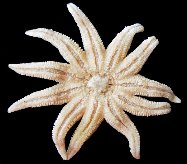 Solaster hypothrissus Fisher, 1910 White Sun Star
