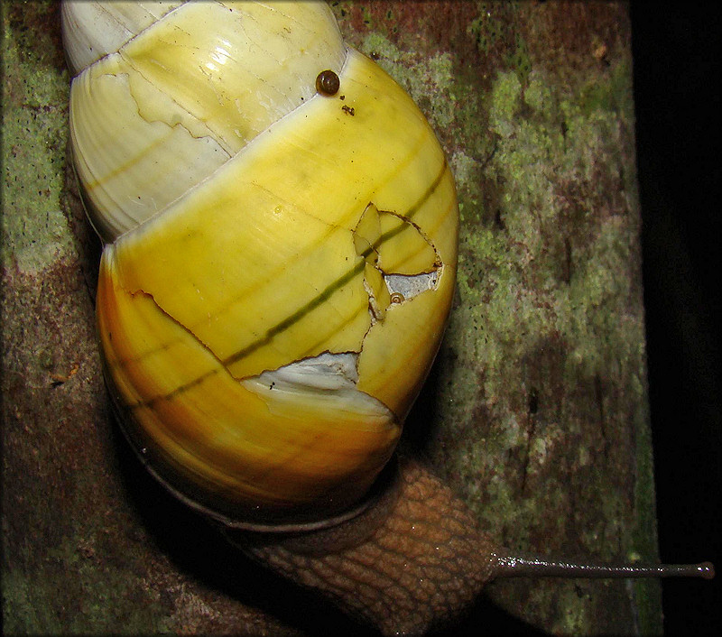 Liguus fasciatus Mller 1774 Florida Tree Snail Shell Damage