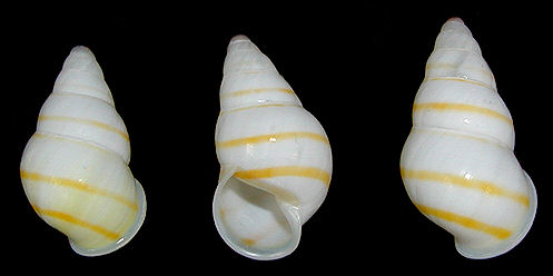 Amphidromus laevus (Mller, 1774)