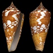 Conus amadis castaneofasciatus Dautzenberg, 1937