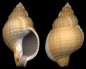 Argobuccinum scabrum (King, 1832)