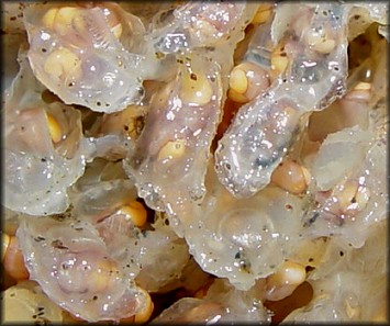 Buccinum cnismatum Dall, 1907 egg capsules & hatchlings