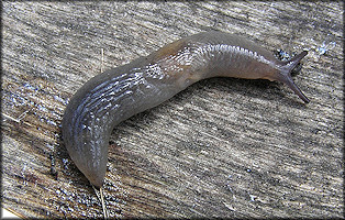 Deroceras laeve (Mller, 1774) Meadow Slug Showing Breathing Pore