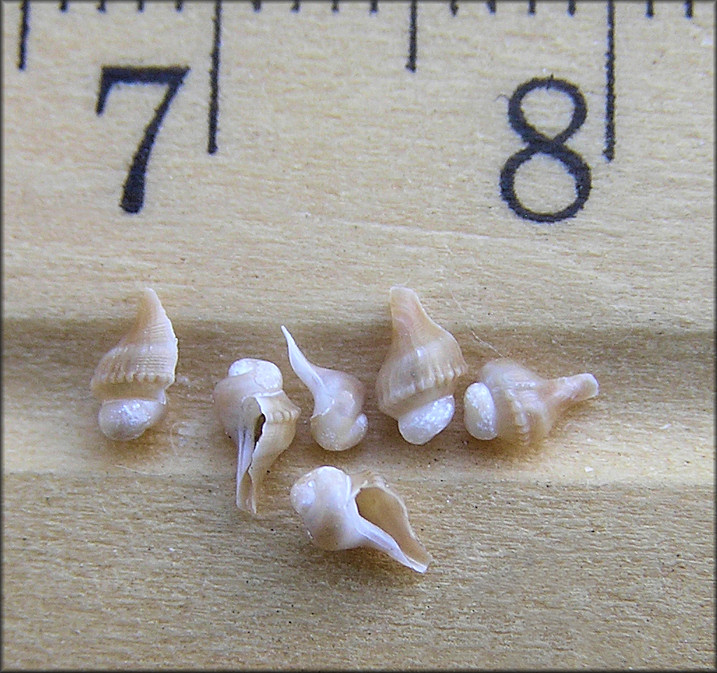Busycotypus canaliculatus (Linnaeus, 1758) Embryonic Shells
