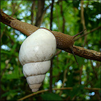 Liguus fasciatus Mller 1774 Florida Tree Snail Large Specimen
