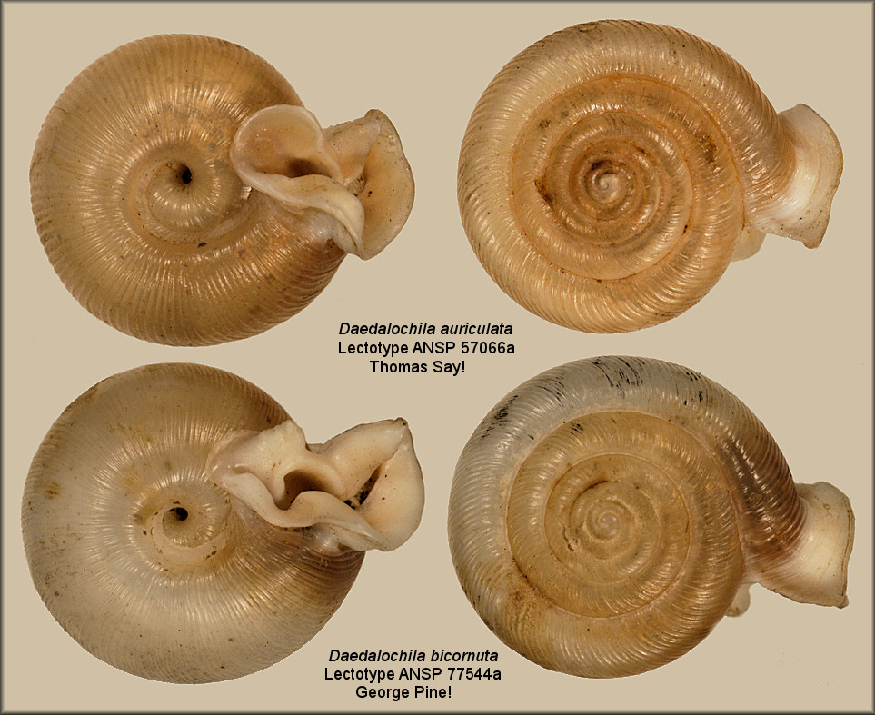Comparison Of The Lectotypes Of Daedalochila auriculata And Daedalochila bicornuta