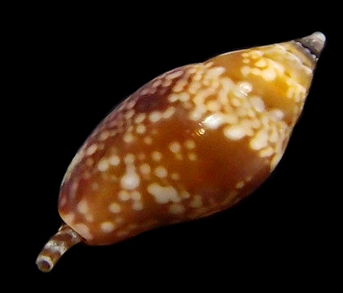 Nitidella nitida (Lamarck, 1822) Glossy Dovesnail