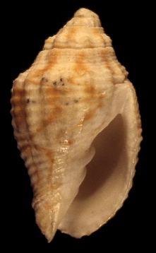 Minicymbiola corderoi (Carcelles, 1953)