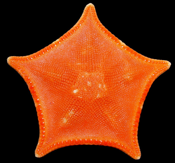 Ceramaster patagonicus (Sladen, 1889) "Orange Cookie Star"