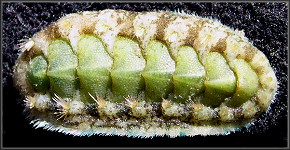 Acanthochitona pygmaea (Pilsbry, 1893) Striate Glass-hair Chiton