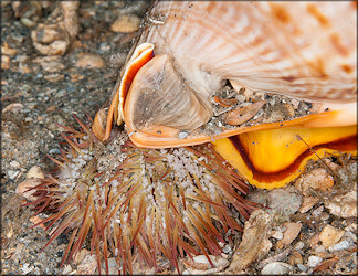 Cassis flammea (Linnaeus, 1758) Flame Helmet Feeding On Sea Urchin