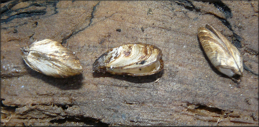 Mytilopsis leucophaeata (Conrad, 1831) Dark Falsemussel