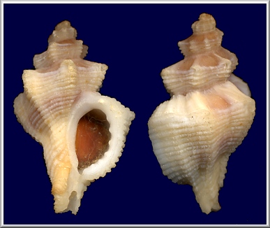 Paciocinebrina foveolata (Hinds, 1844) Dim Rocksnail