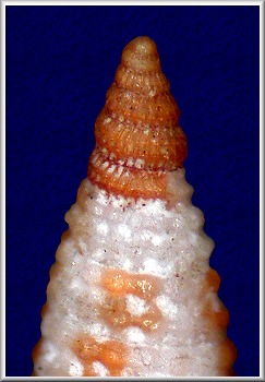 Cosmotriphora arnoldoi Faber and Moolenbeek, 1991 Red-spot Triphora