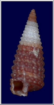 Mesophora novem (Nowell-Usticke, 1969)