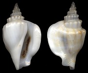 Dolomena dilatata (Swainson, 1821)