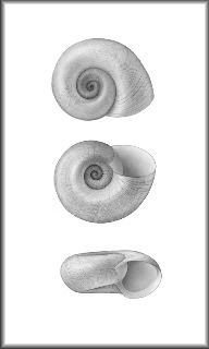 Menetus floridensis (F. C. Baker, 1945) Penny Sprite