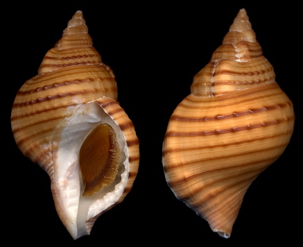 Argobuccinum pustulosum pustulosum (Lightfoot, 1786)