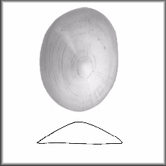 Laevapex fuscus (C.B. Adams, 1841) Dusky Ancylid