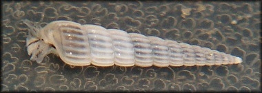 Turbonilla (Chemnitzia) species E