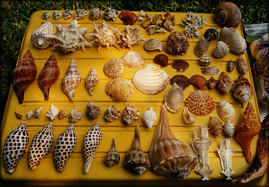A selection of shells from the Carrabelle Dump