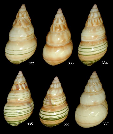 Liguus fasciatus wintei Humes, 1954
