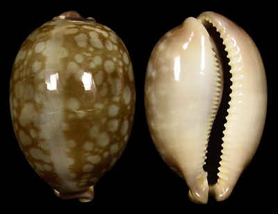 Callistocypraea nivosa (Broderip, 1837)