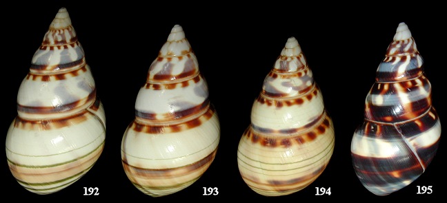 Liguus fasciatus nancyae Close, 1994