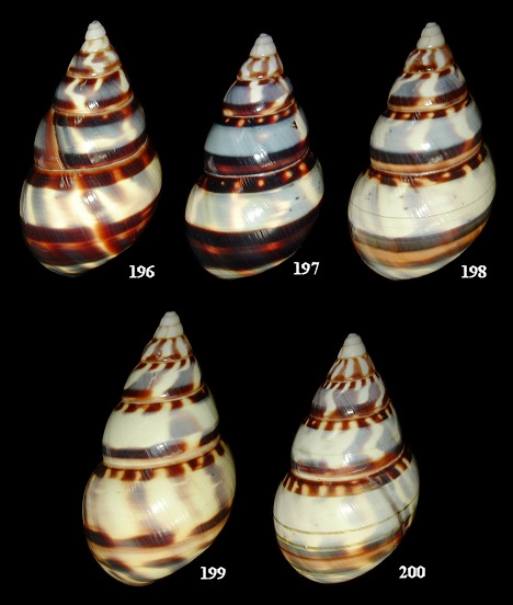 Liguus fasciatus nancyae Close, 1994