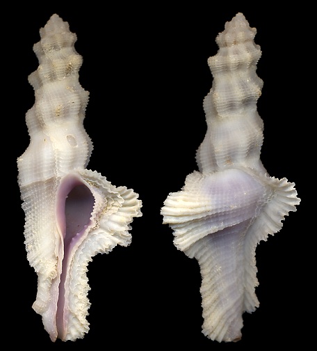 Pterynotus bipinnatus (Reeve, 1845)