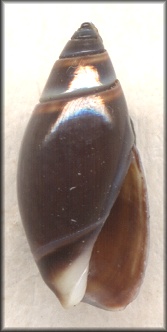 Olivella tehuelcha (Duclos, 1840)