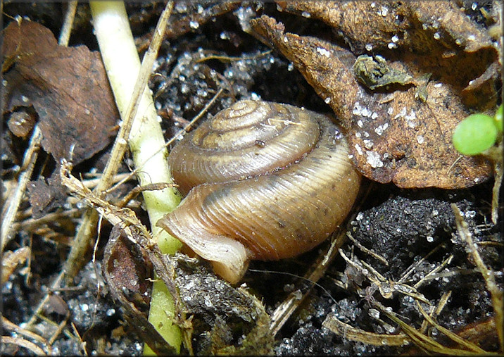 Daedalochila uvulifera (Shuttleworth, 1852) In Situ Near Retention Pond 12/16/2009