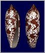 Conus aulicus Linnaeus, 1758