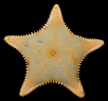 Ctenodiscus crispatus (Retzius, 1805) Mud Star
